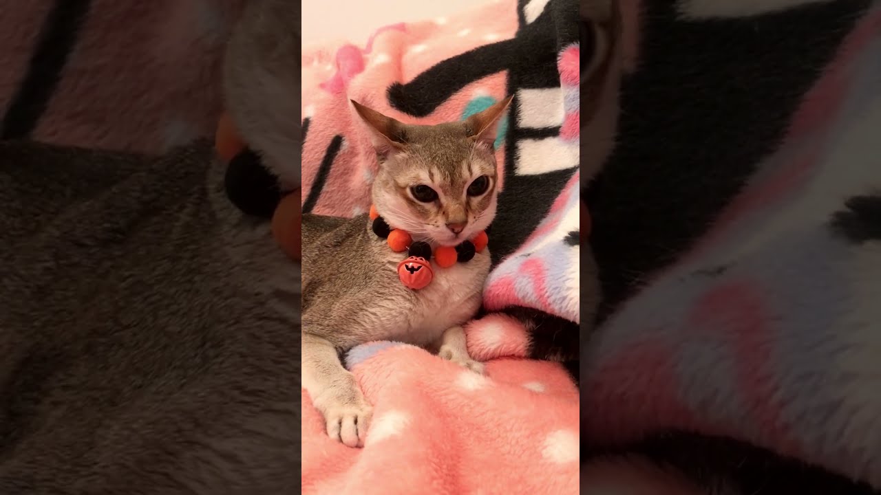 かぼちゃ鈴をつけられてテンションが下がってるシンガプーラなのにゃ♪