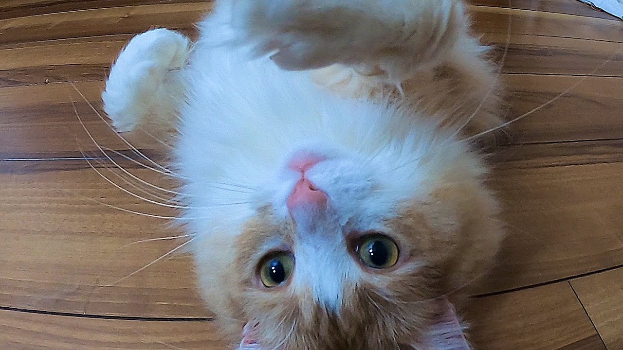猫が疲れるまで遊ぶぞ!!【POP】PDS