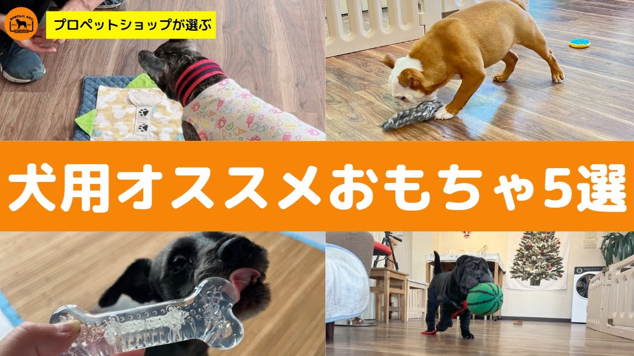 ボブテイルシュウが選ぶ、犬用おススメおもちゃ5選！