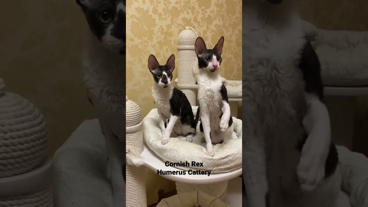 Cornish Rex Kucing Super Manja