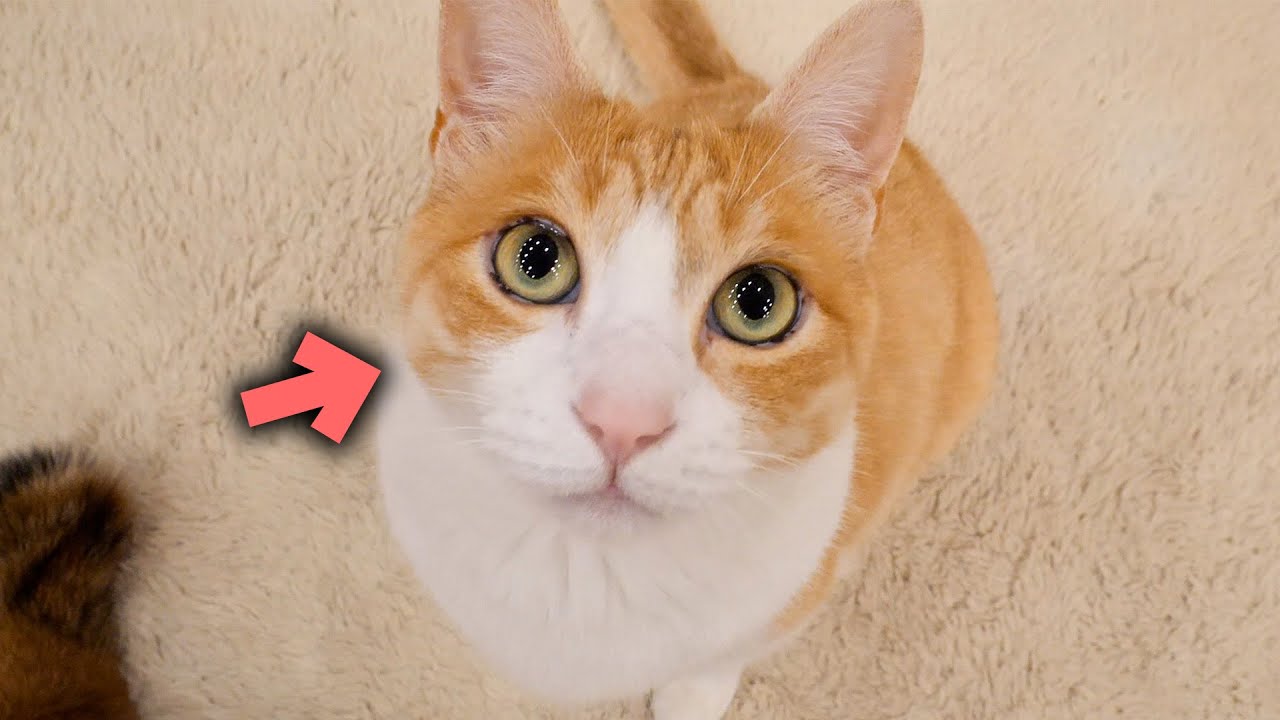 このままだとロビンの歯を抜くことになるかもしれません…