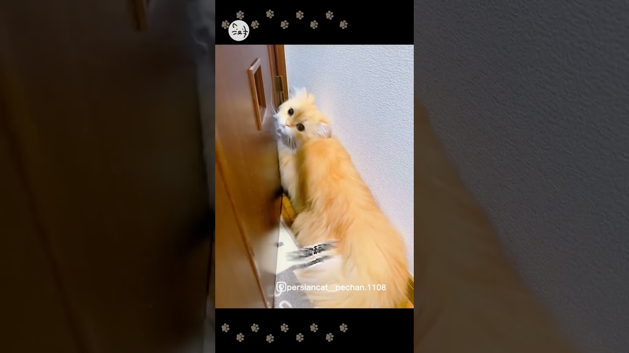 扉の隙間が気になるペルシャ猫「ぺーちゃん」🐈何があるのかな？！What's there？ #猫王国 #猫がいる幸せ #ペルシャ猫 #猫好きな人と繋がりたい