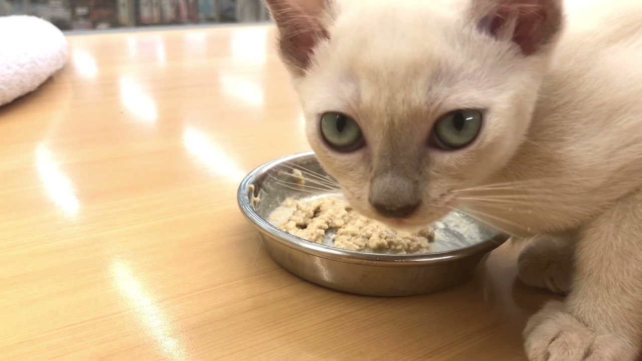 食欲旺盛なトンキニーズ