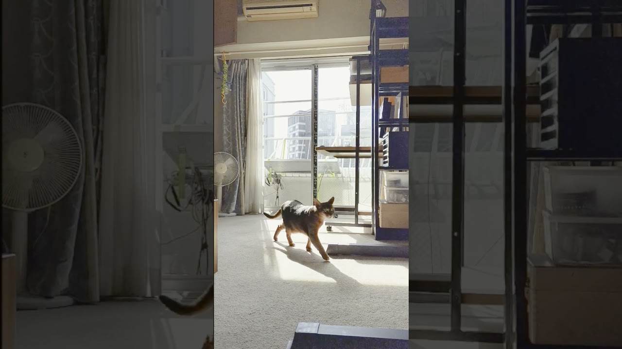 ネコ動画あび＃1542　#shorts　あびの毎日　アビシニアン　あび