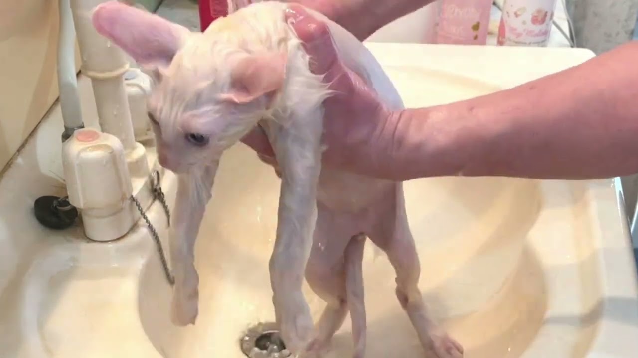 【ナナハチ’s ROOM】お風呂動画　ボンベイ&メインクーン　20220412