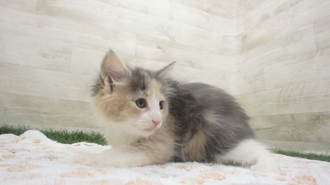 ペットショップcoo&riku No.00633393 ノルウェージャン・フォレストキャット