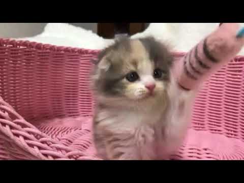 2018年7月2日産まれスコティッシュフォールド赤ちゃん