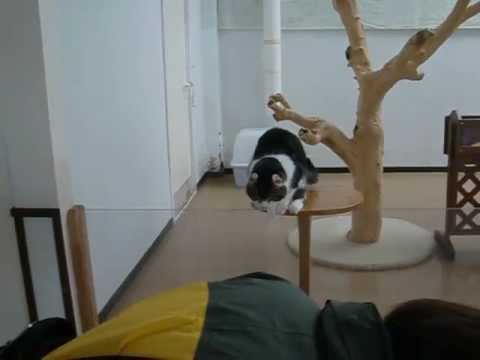 那須どうぶつ王国　アメリカンカール「サクラ」の得意技