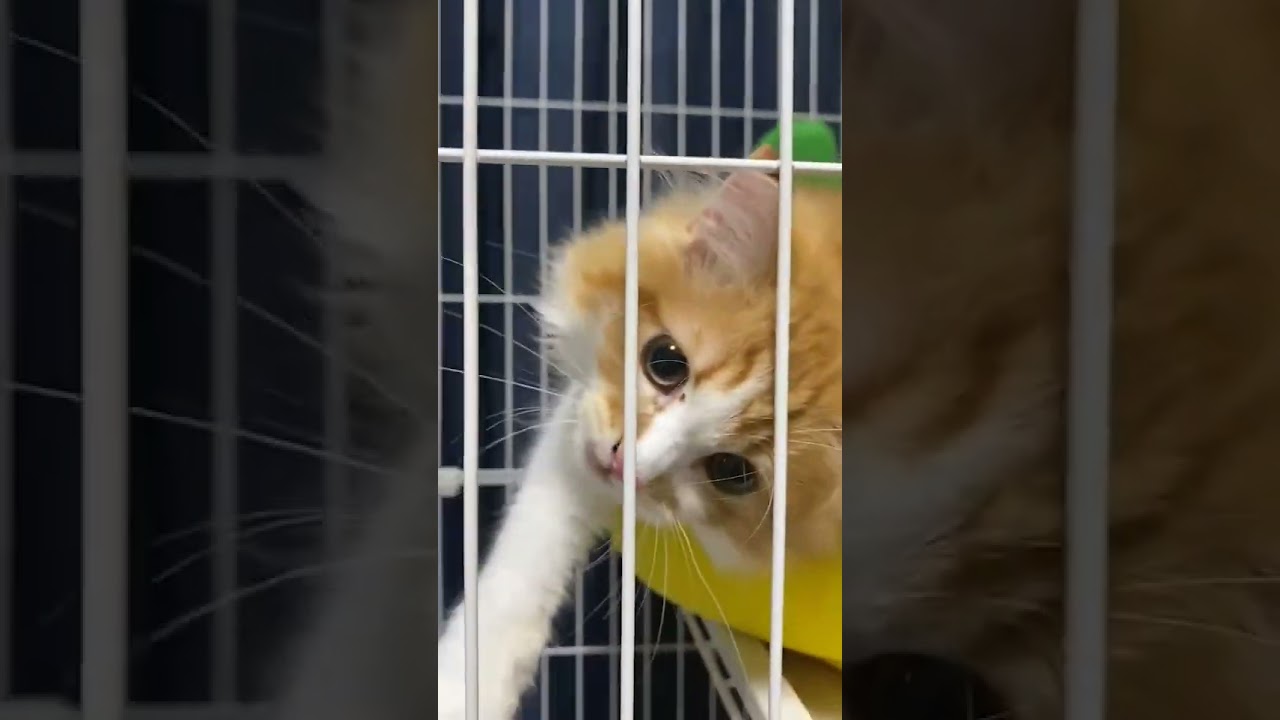 【ラガマフィン】毛繕い中に撮影したらこっちが気になる猫