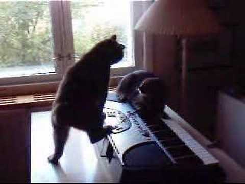Cats - Janne Manx and Juuso