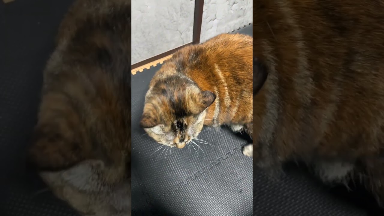 Cute brown cat