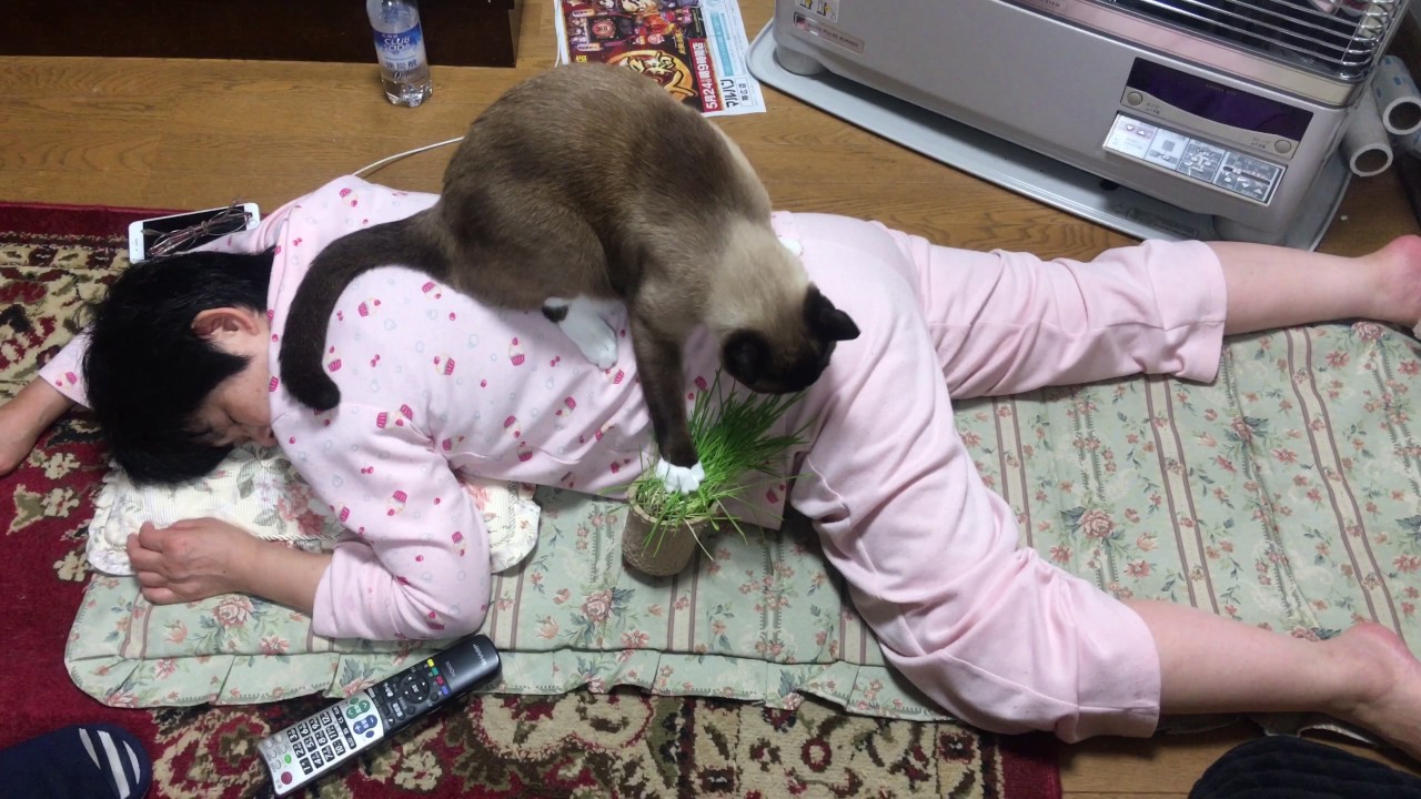 猫草とスノーシュー　Pasqueflower and snow shoe