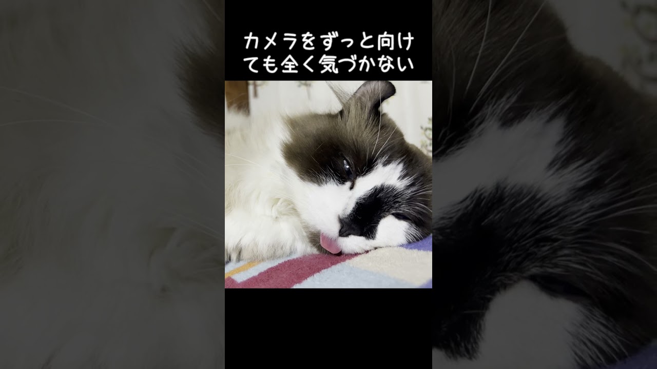 舌だし猫 #Shorts #猫  #アメリカンカール