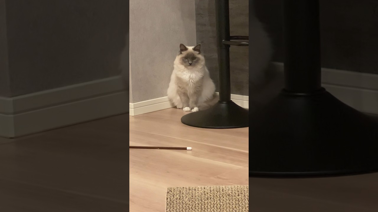 トトロ？いいえ、子猫です。 #ねこ #猫 #ねこのいる生活 #子猫 #cat #ラグドール子猫 #こねこ #ラグドール #ragdollcat #猫動画 #トトロ #となりのトトロ #shorts