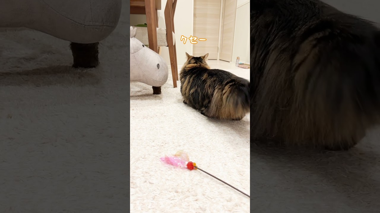臭いの元が判明しましたw【マンチカンのアーサー】 #Shorts