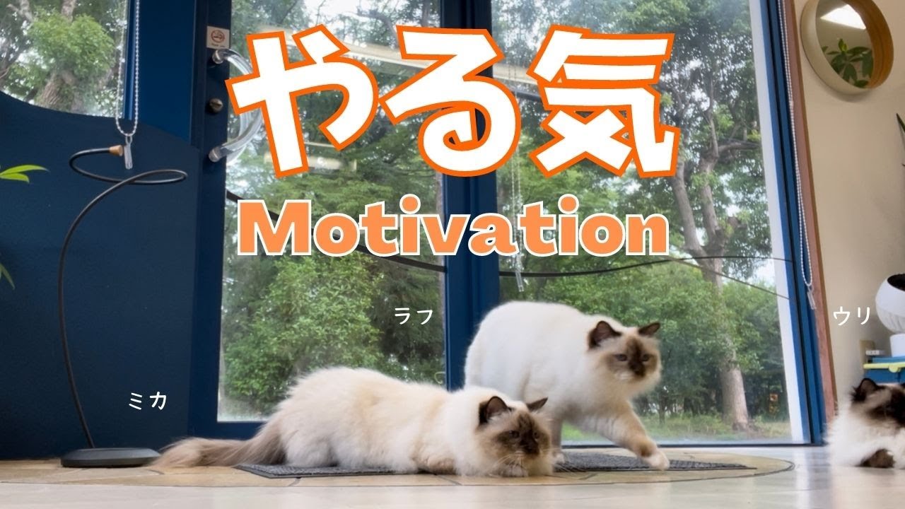 バーマン猫たちと毛玉で遊ぼう【やる気】Motivation（バーマン猫）Birman/Cat
