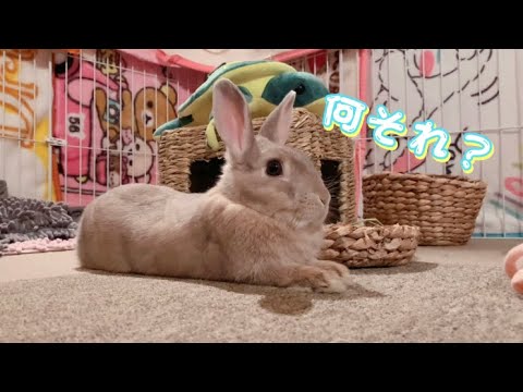 【エジプト】スフィンクスうさぎ🐰🐰