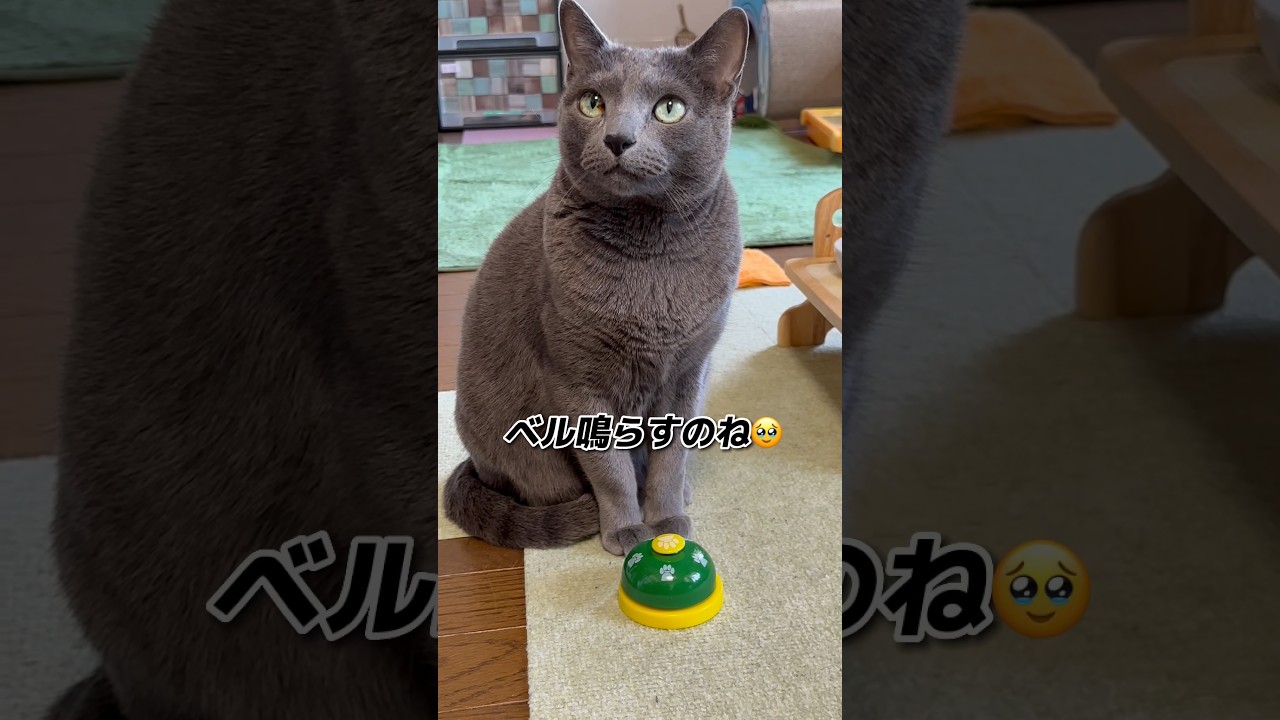 【ロシアンブルー】めろん、ベル🛎鳴らす気満々⁇🫢【猫】#shorts