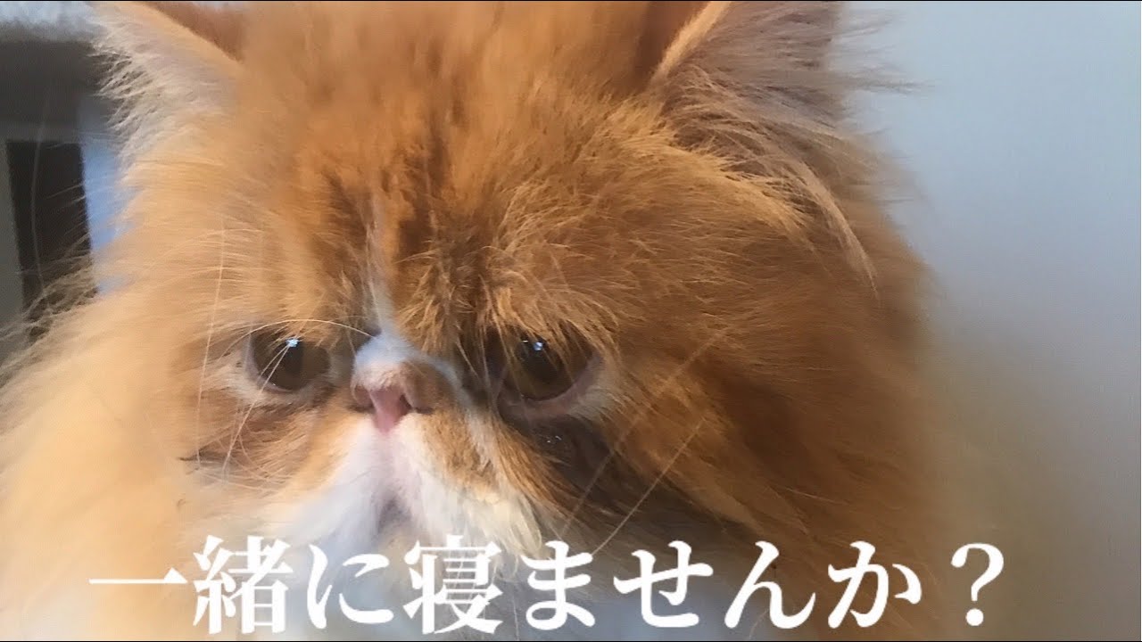 【エキゾチックロングヘア】寝る時間になると足早にベッドを陣取る猫の巻