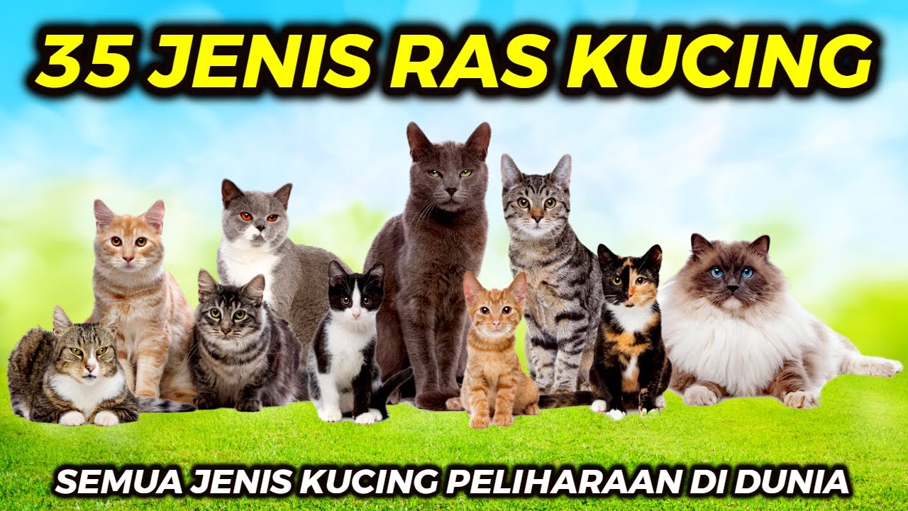 35 JENIS KUCING RAS DI DUNIA ~ SEMUA JENIS KUCING PELIHARAAN