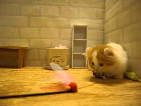 マンチカン☆キンカロー☆マリアベビー☆青シマ