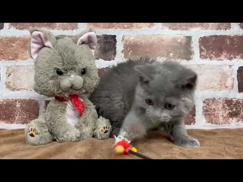 セルカークレックス　♀ 2/7