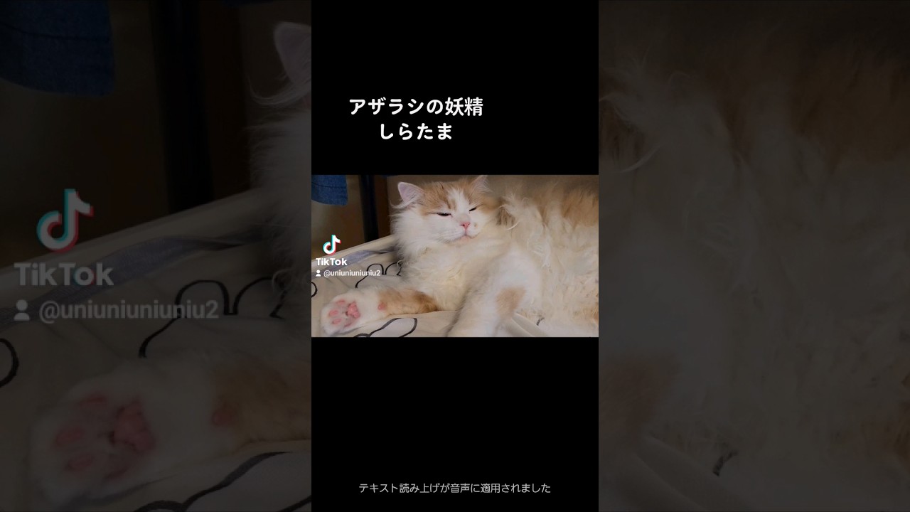 アザラシの妖精しらたま #ラガマフィン #猫動画 #cat #子猫 #shorts