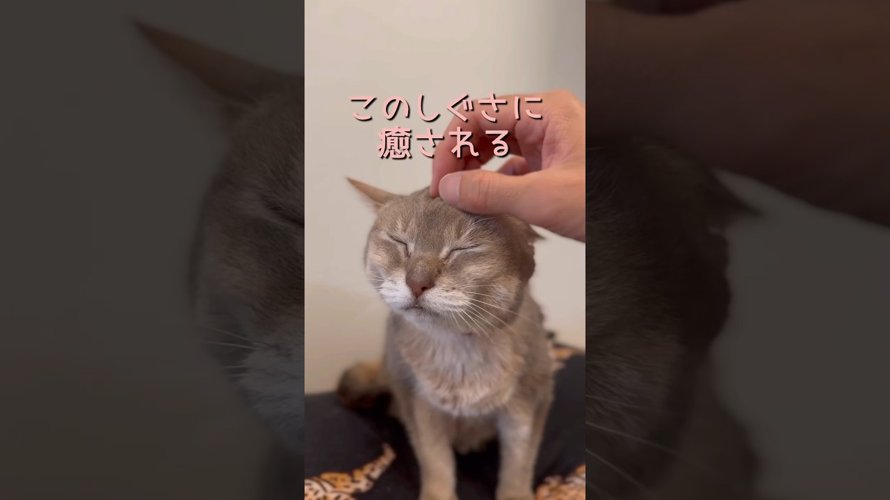 飼い主が癒される猫のしぐさ