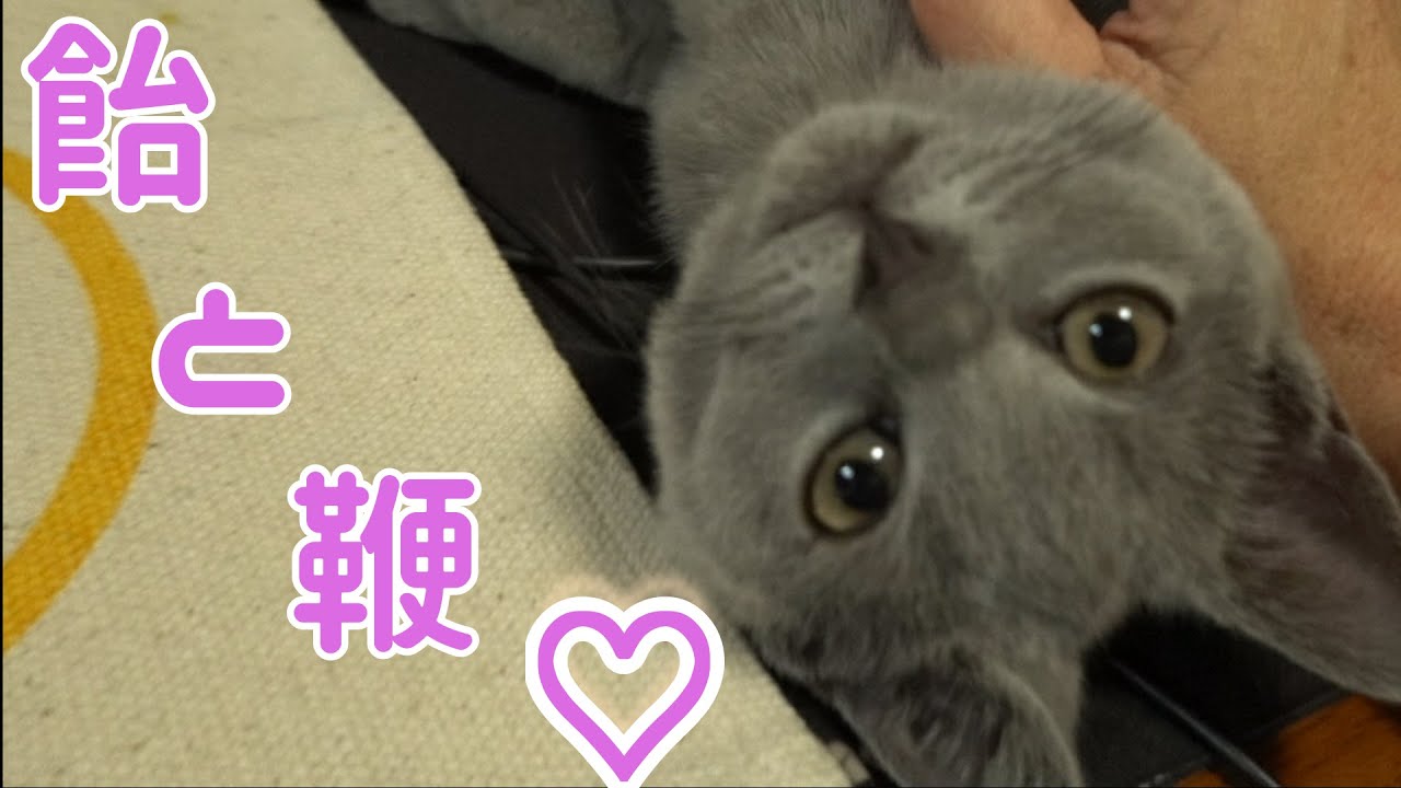 かわいい子猫のシャルトリューが甘えてきた 【Chartreux】　　　　　　　　　　　　　　　　　　　　　　　　　　　　　　　　        고양이　샤 르트 뢰　kitten