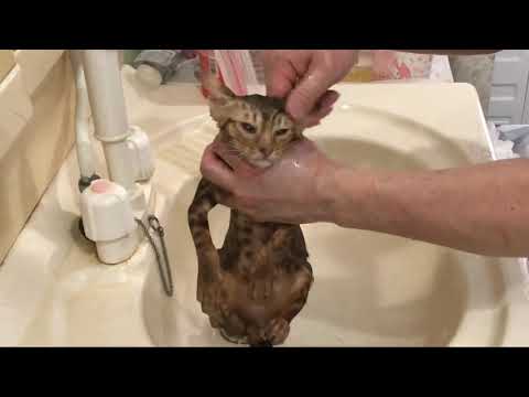 【ナナハチ’s ROOM】オシキャット  ☆チョコレートスポッテッドの女の子 20190707