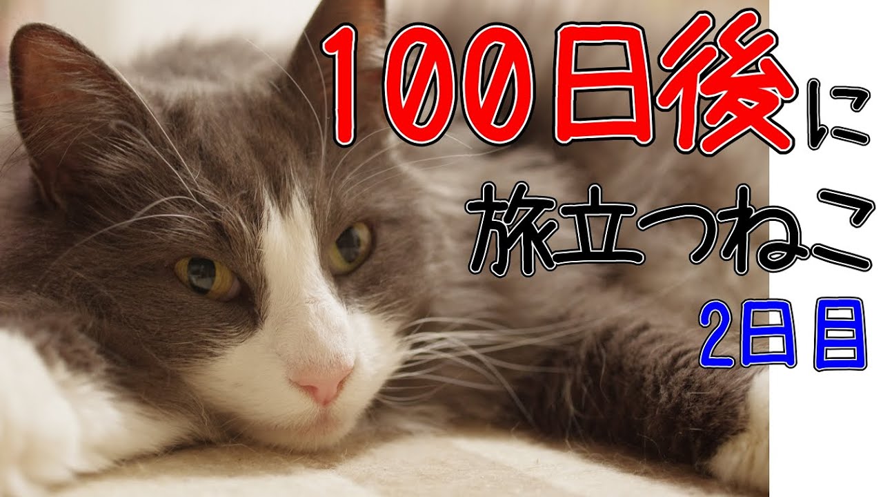 【２日目】保護猫を迎え入れる猫【100日後に旅立つねこ／ノルウェージャンフォレストキャットとターキッシュアンゴラ】