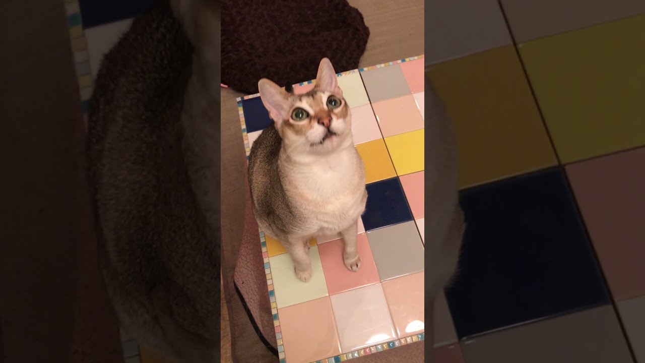 ただの袋が楽しいシンガプーラなのにゃ♪