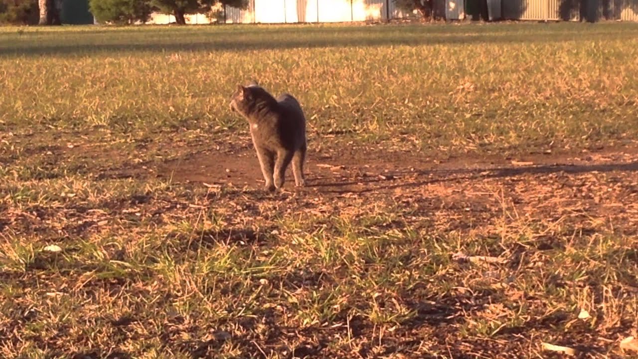 A Korat  Dawtfuli Trotting