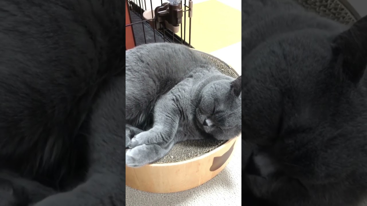 【猫】ししゃもが寝てるだけ #猫 #ブリティッシュショートヘア #cat #cute