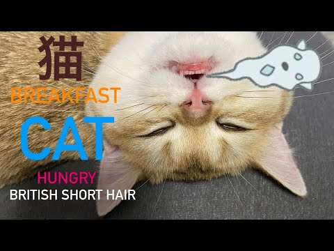 Japanese cat