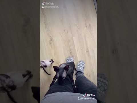 Cornish Rex! Must watch😻!!!