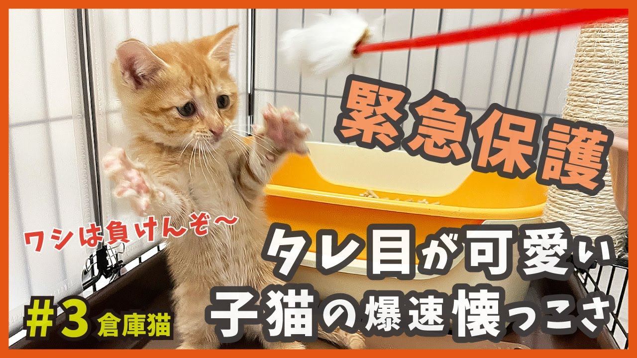 緊急保護した子猫は、爆速で人慣れする甘えん坊でした！【倉庫猫3・広島弁を喋る猫】/ Rescue a kitten in a storeroom