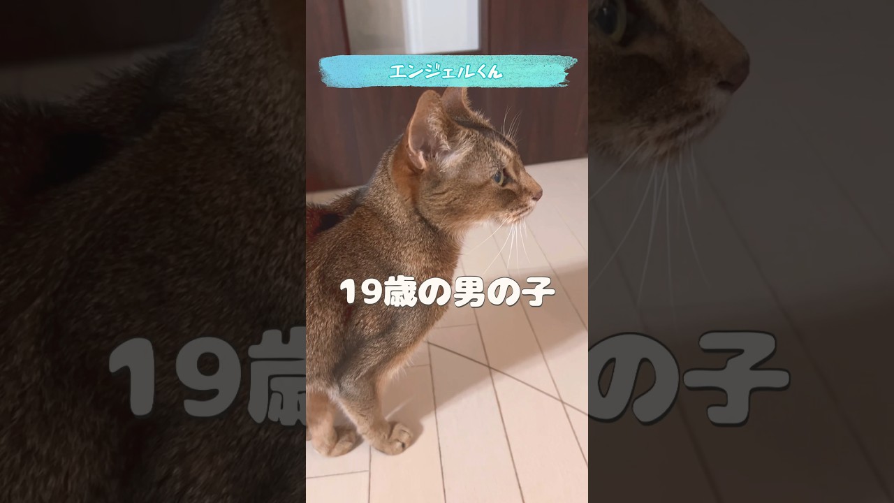 まな猫19歳 #shorts #猫動画 #アビシニアン #cat #まな猫
