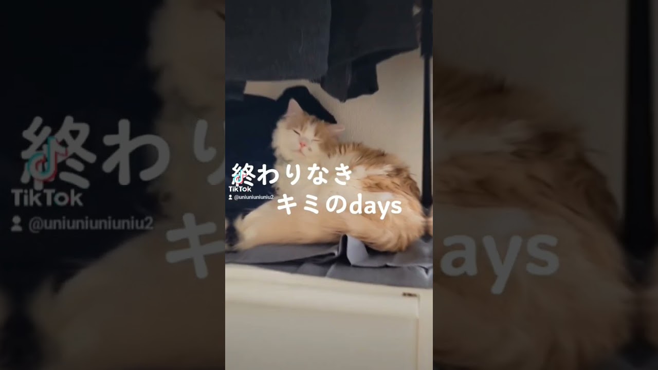【子猫】ユアソング#ラガマフィン #猫動画 #cat shorts #lovepsychedelico