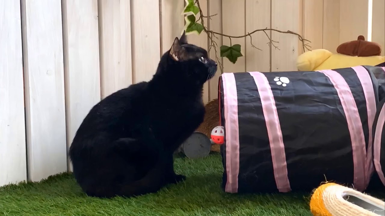 【ナナハチ’s ROOM】最高位ボンベイ☆ニッキー　20200318