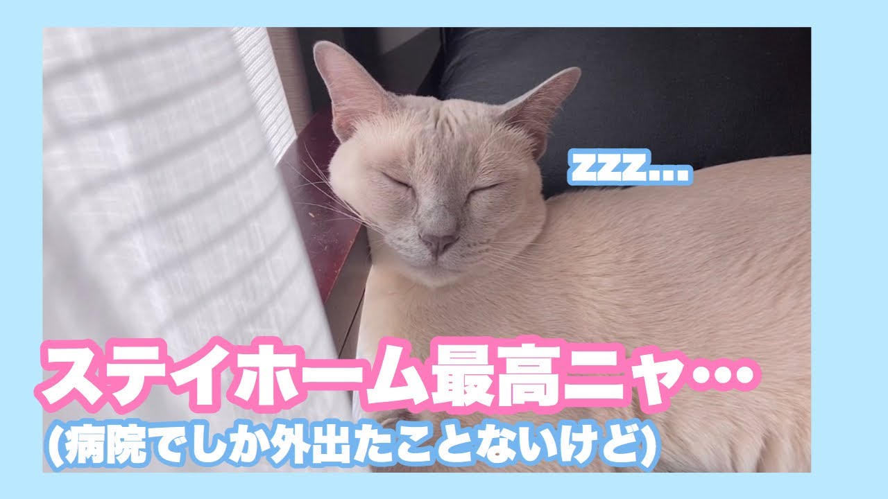 ステイホームな猫【トンキニーズ】Stay Home With Cat