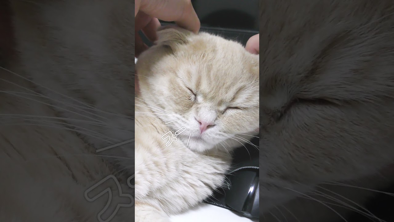 マッサージされて寝息をたてる子猫(イヤホン推奨)【スコティッシュフォールド】#shorts #かわいい #子猫
