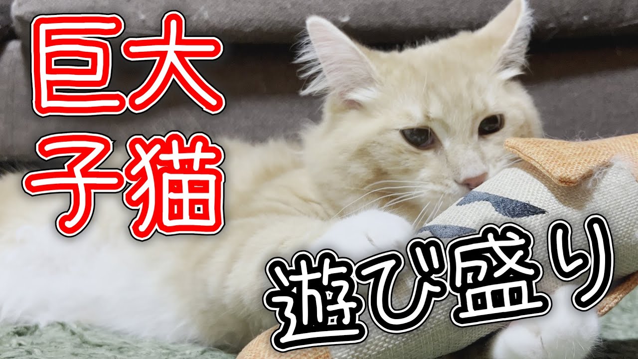 遊び盛りの子猫なのに巨大なアメリカンカール