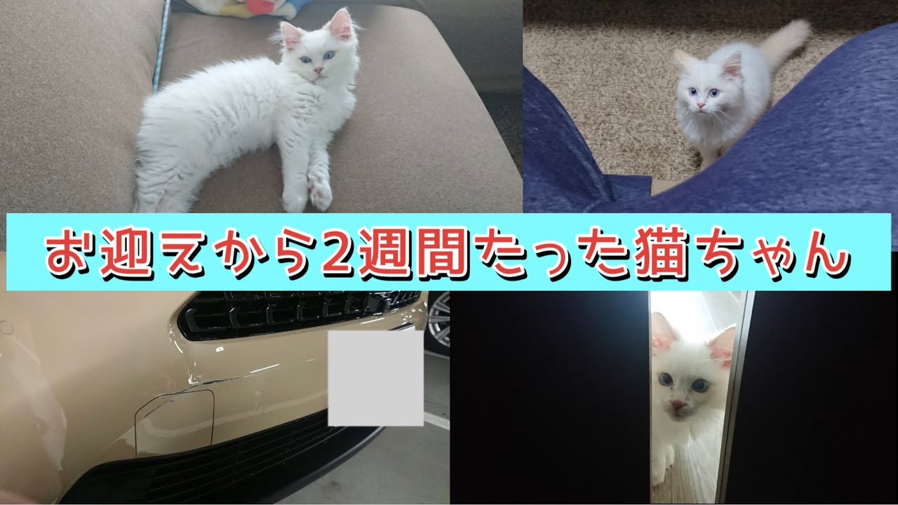 健康診断へ行った子猫ちゃん【ラグドール】
