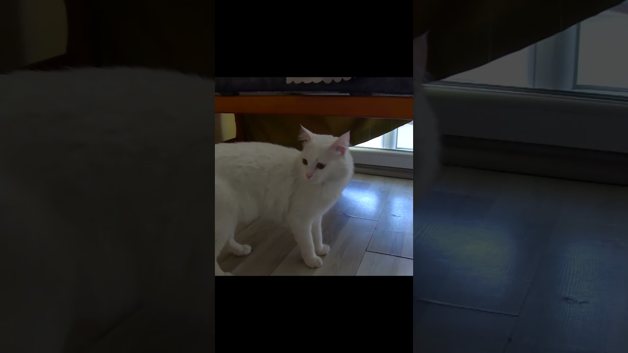 Cute cat meowing like speaking