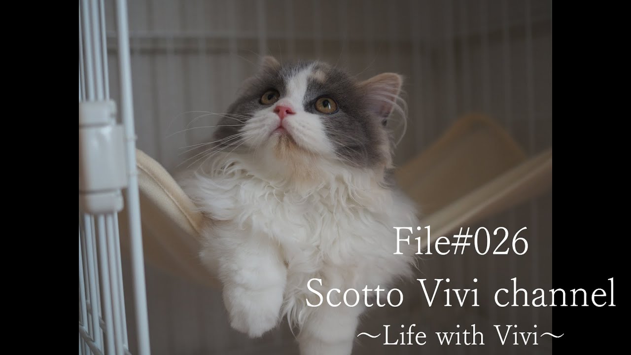 File#026～長毛スコティッシュフォールドが家に来て１ヵ月経ったのでゲージ模様替え～Life with cat