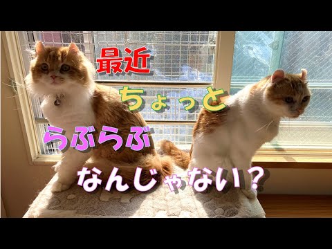 【ｱﾒﾘｶﾝｶｰﾙmocca】最近ちょっとらぶらぶなんじゃない？ #猫 #アメリカンカール #cat