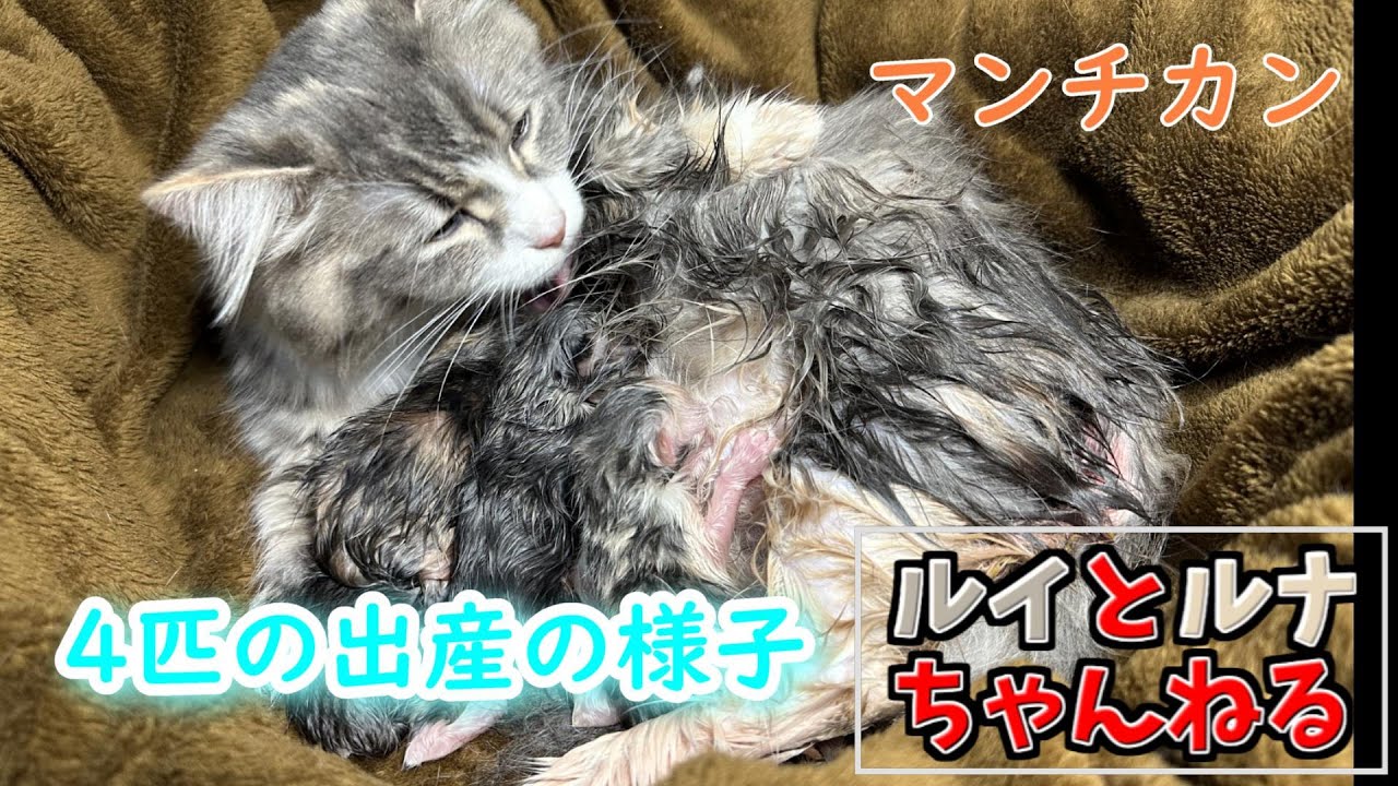 4匹の子猫の出産シーン【マンチカン】