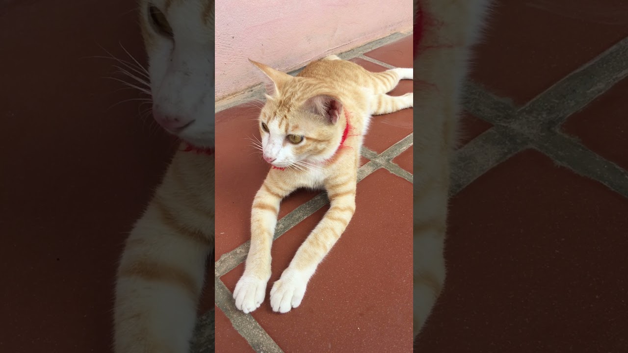 😹#BROWN CAT COMPILATION #ADORABLE BROWN CAT #BROWN CAT ACTIVITIES #OMG SO CUTE BROWN CATS😹 #762