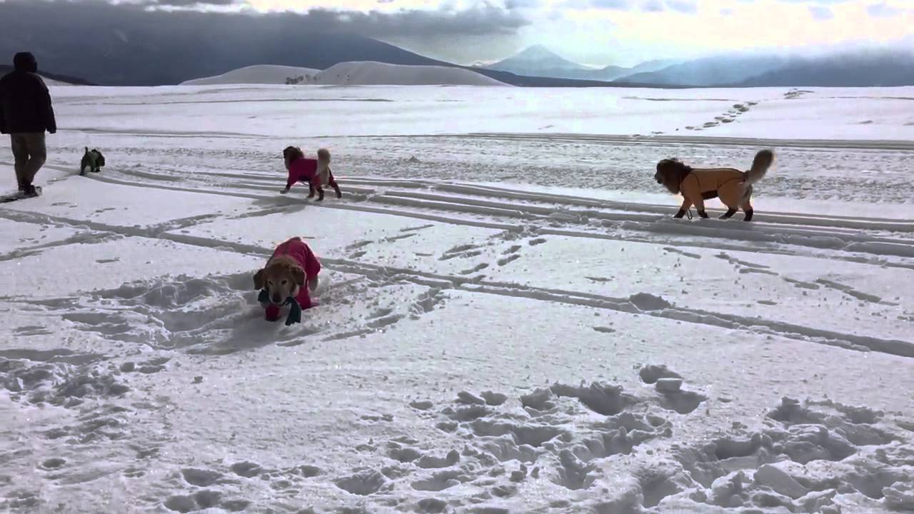 スノーシュー６